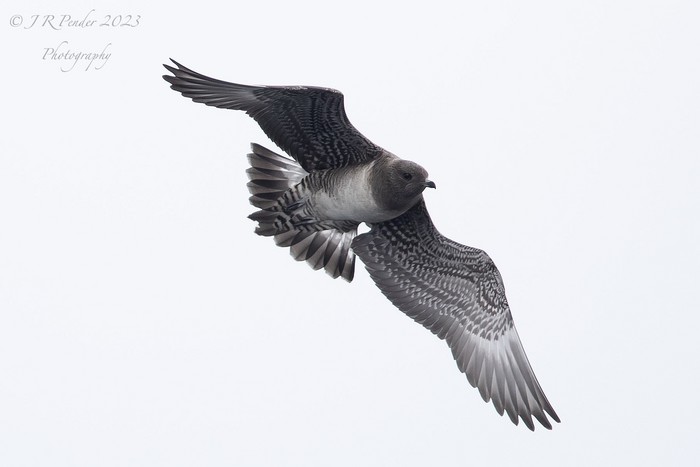 Long-tailed Skua