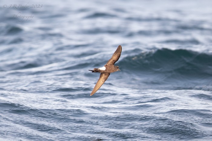 Wilson's Petrel