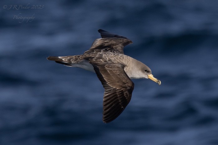 Cory's Shearwater