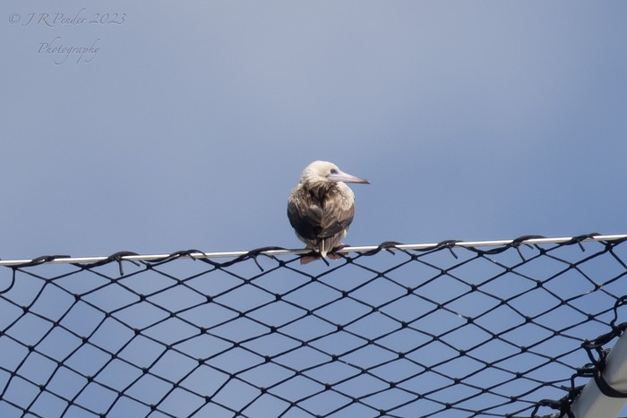 Red-footed Booby