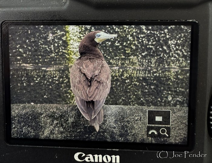 Brown Booby