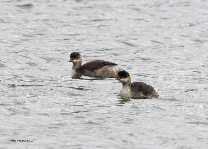 Black-necked Grebe