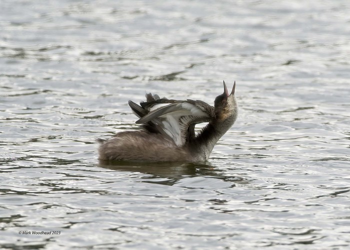 Black-necked Grebe