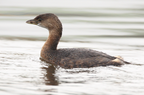 Pied-billed Grebe