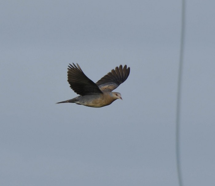 Western Rufous Turtle Dove