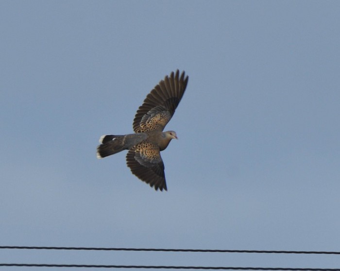 Western Rufous Turtle Dove