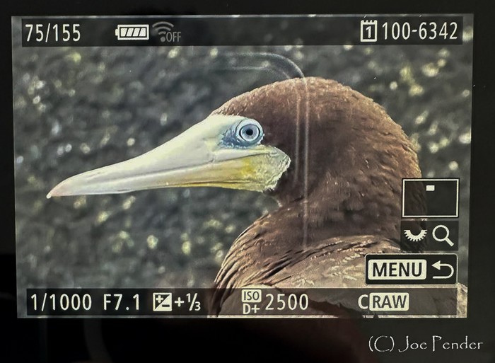 Brown Booby