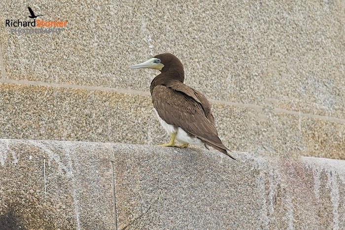 Brown Booby