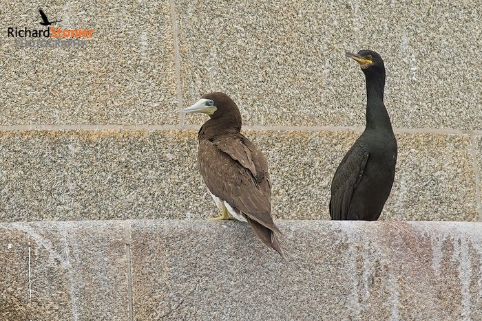 Brown Booby
