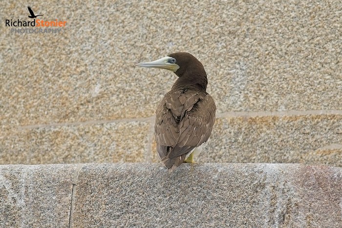 Brown Booby