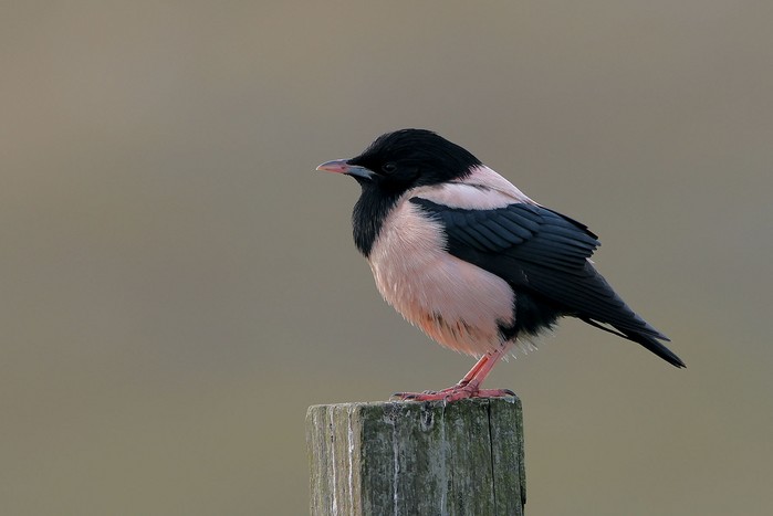 Rose-coloured Starling