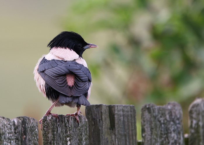Rose-coloured Starling