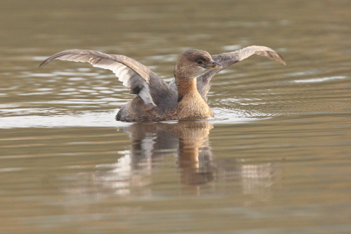 Pied-billed Grebe