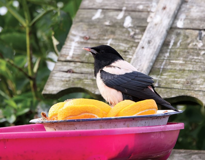 Rose-coloured Starling