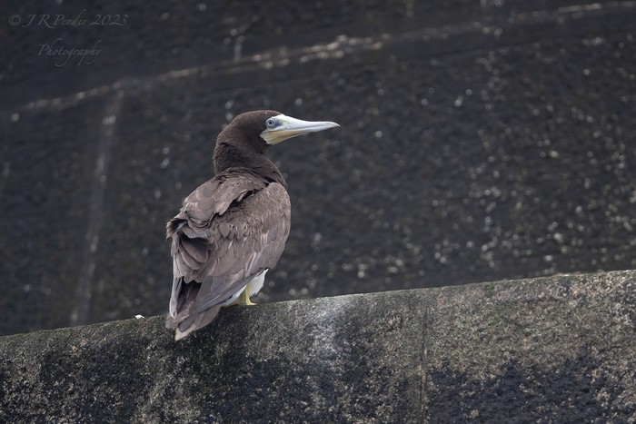 Brown Booby