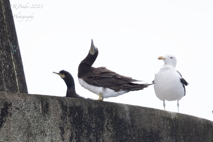 Brown Booby