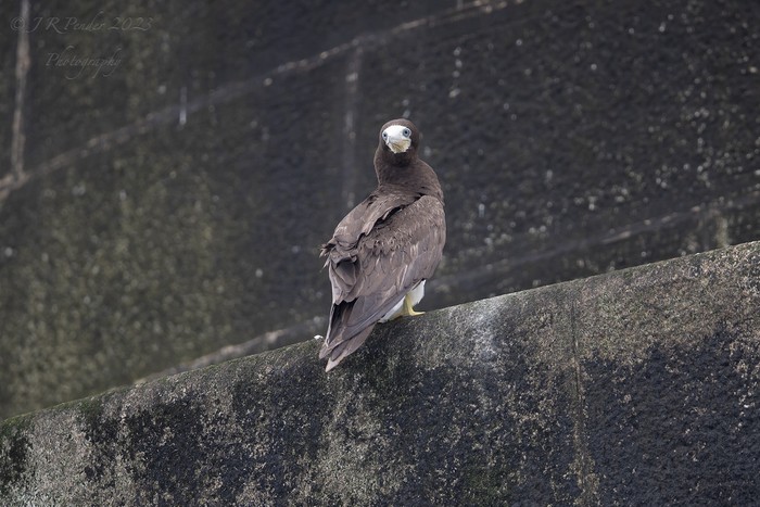 Brown Booby