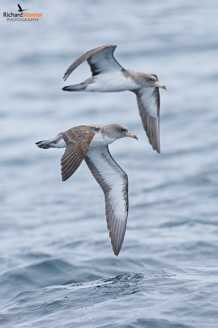Cory's Shearwater
