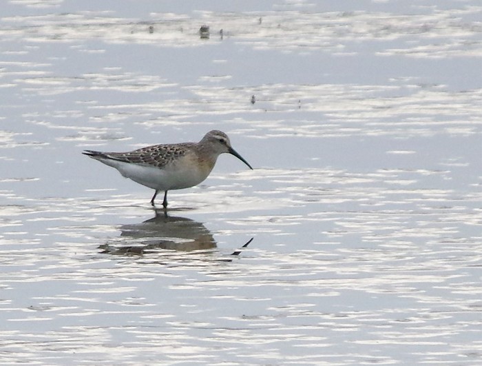Curlew Sandpiper