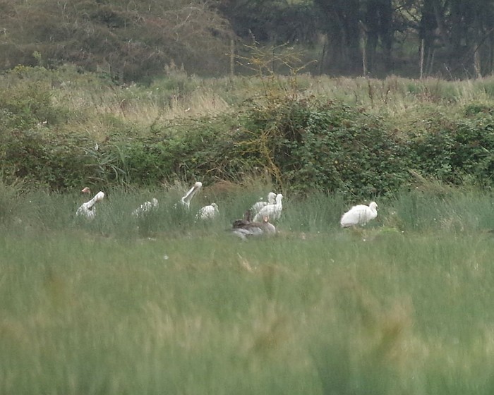 Spoonbill
