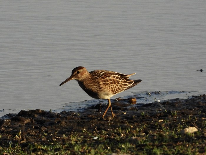 Pectoral Sandpiper