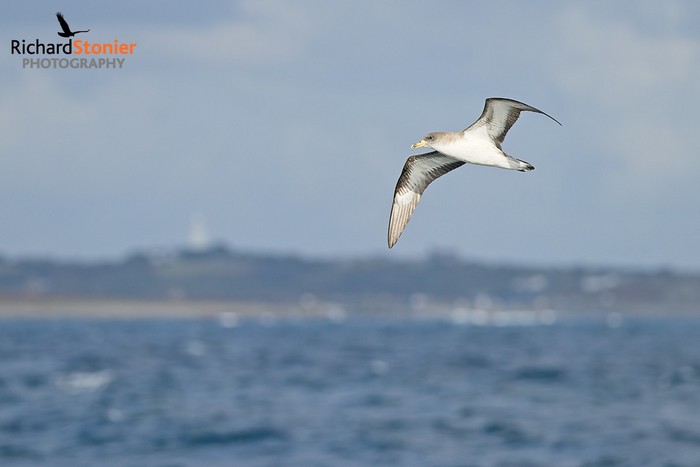 Cory's Shearwater