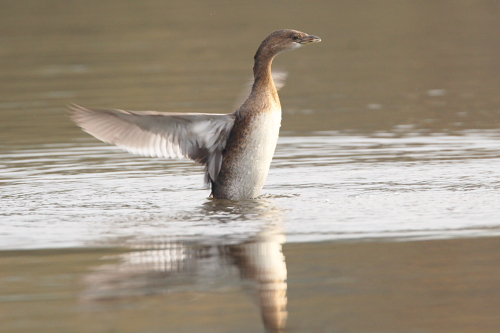 Pied-billed Grebe