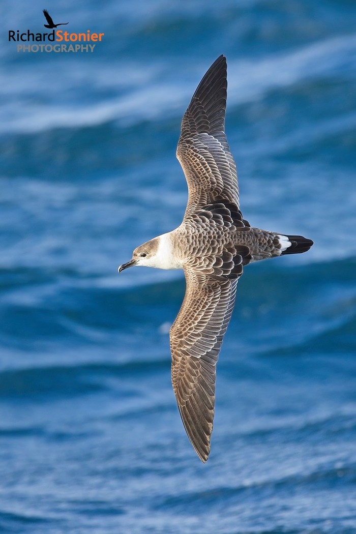 Great Shearwater