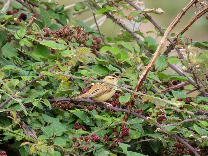 Aquatic Warbler