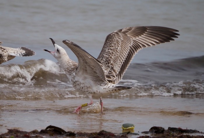 Caspian Gull