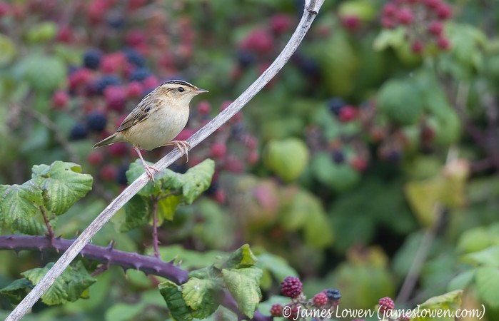 Aquatic Warbler