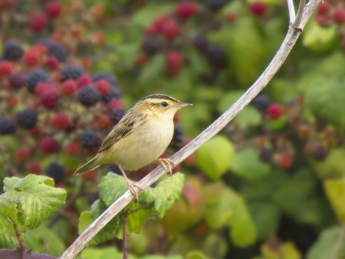 Aquatic Warbler