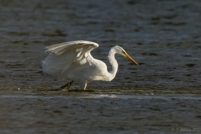 Great White Egret