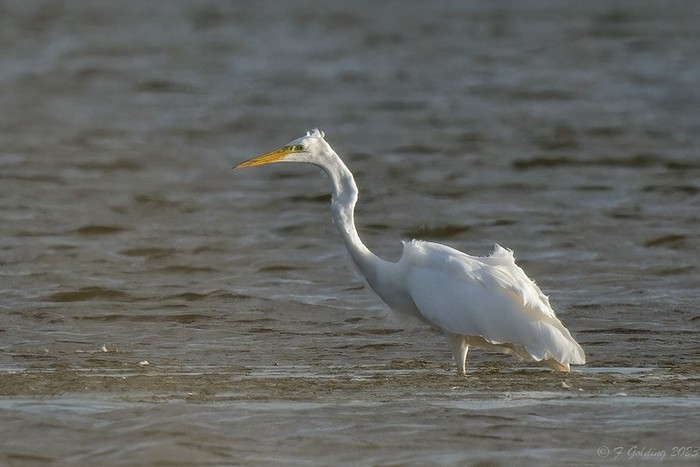 Great White Egret