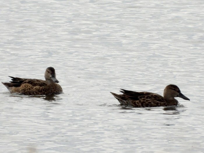 Blue-winged Teal