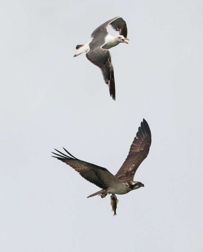 Osprey