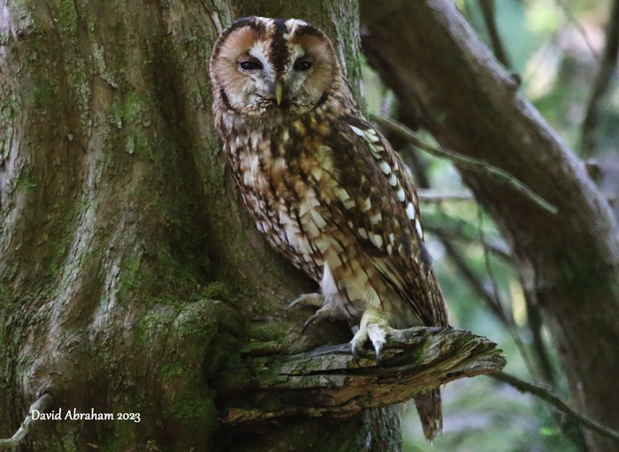 Tawny Owl 