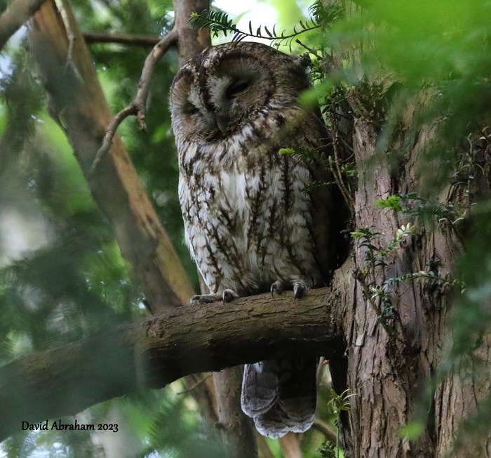 Tawny Owl 