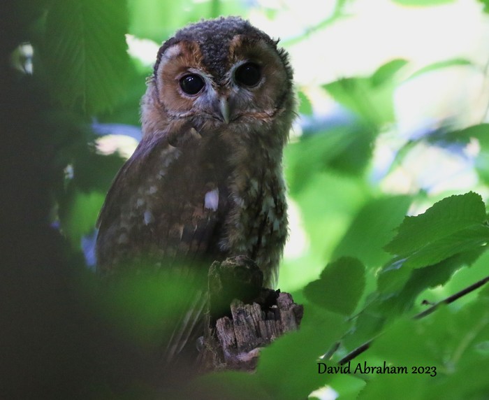 Tawny Owl 