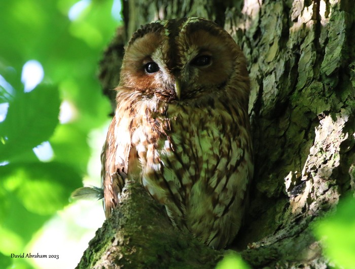 Tawny Owl 