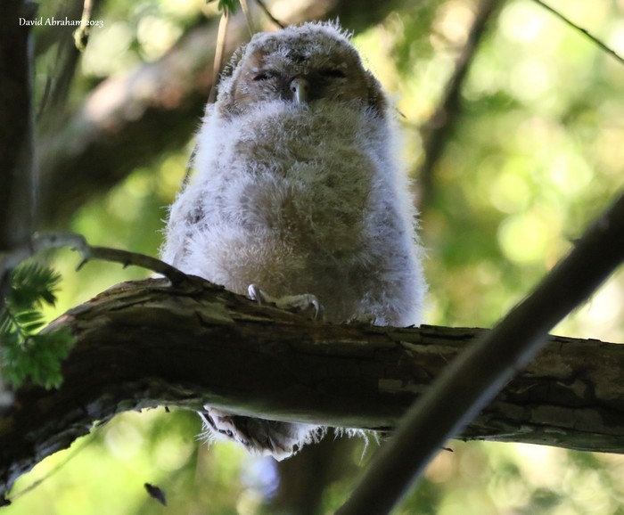 Tawny Owl 