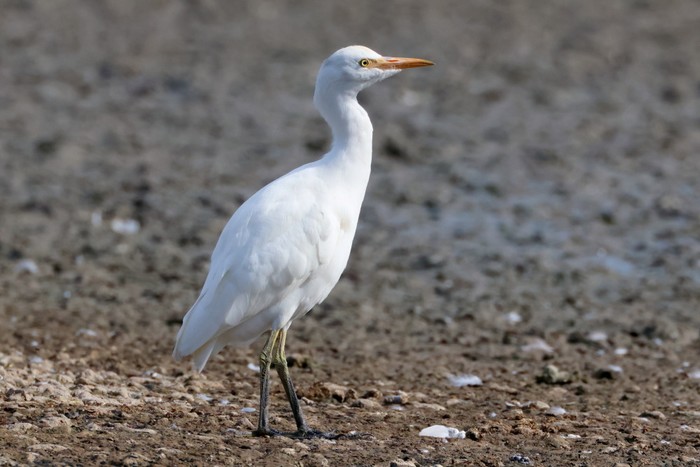 Cattle Egret