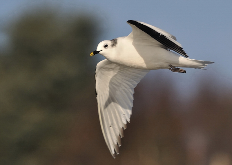 Sabine's Gull