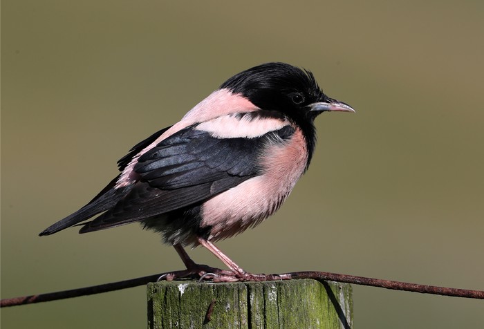 Rose-coloured Starling