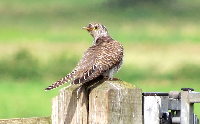 Cuckoo