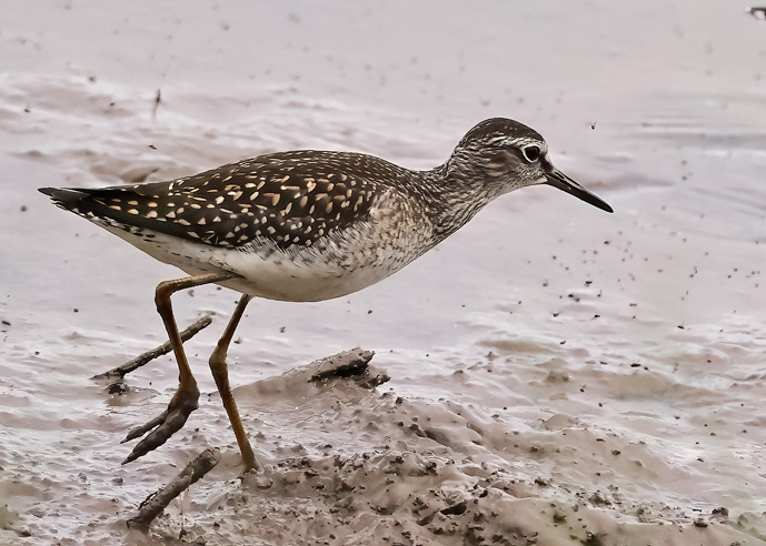 Wood Sandpiper