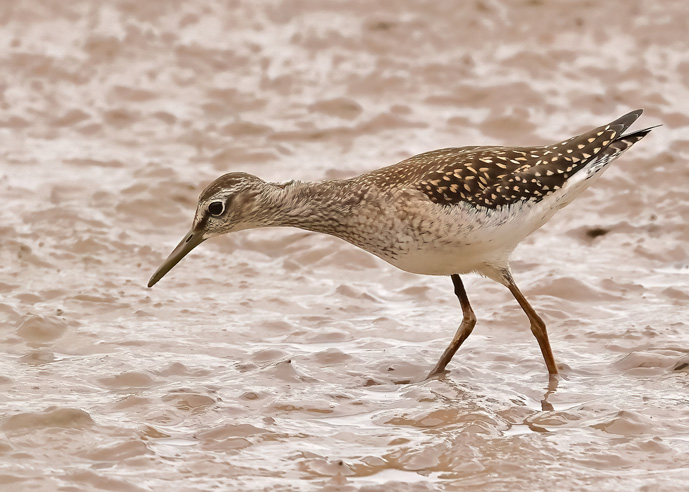 Wood Sandpiper