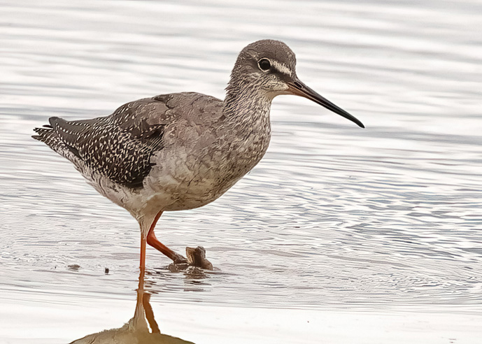 Spotted Redshank