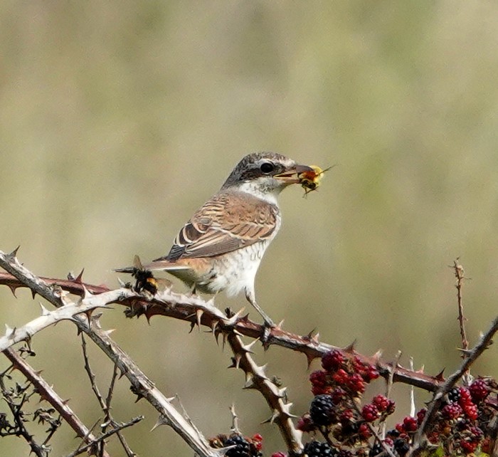 Red-backed Shrike