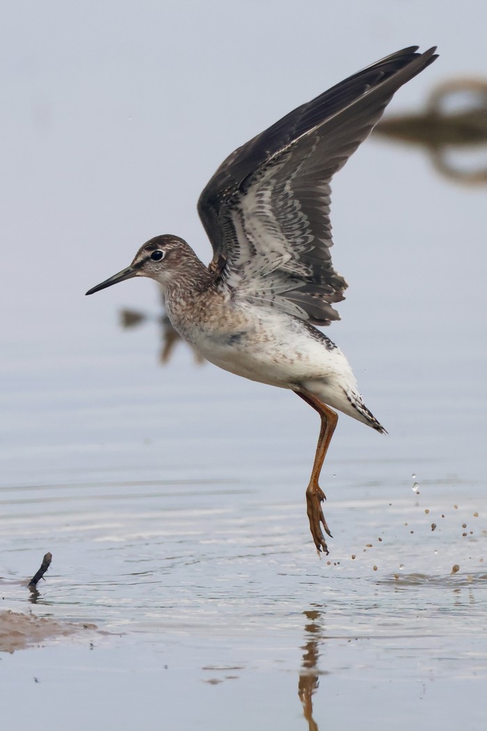 Wood Sandpiper